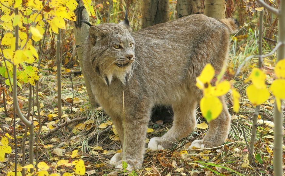 H I S 日本語確約 野生動物観察とタキーニ温泉 8月 10月