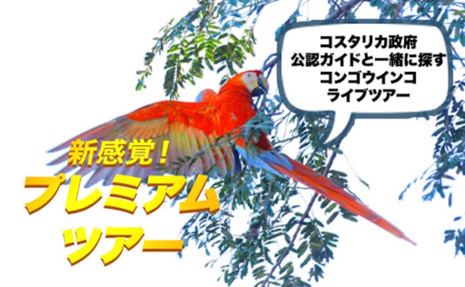 フォト機能付 ぶらり森歩き 絶滅危惧種コンゴウインコ を探せ 混載プラン5名様まで Hisアメリカ オンラインツアー