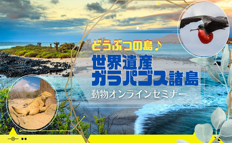 どうぶつの島 世界遺産ガラパゴス諸島の動物たちと仲良くなろう Hisアメリカ オンラインツアー