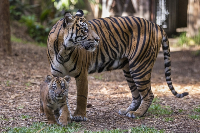 H I S サンディエゴ動物園入場券