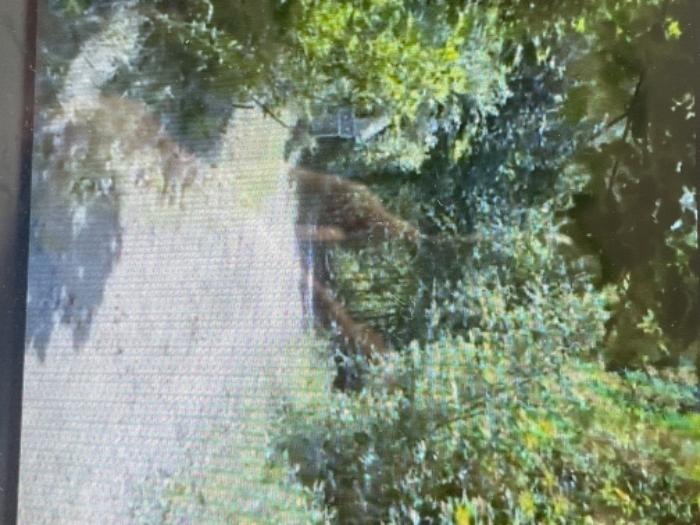 カナダ　赤毛のアン　zoomツアー　