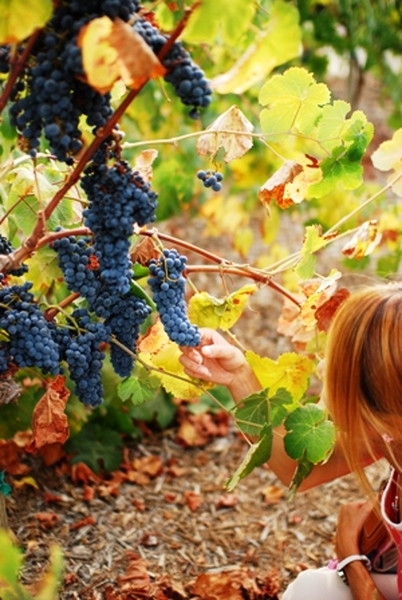 ワイン用に栽培されたブドウも手に取れます