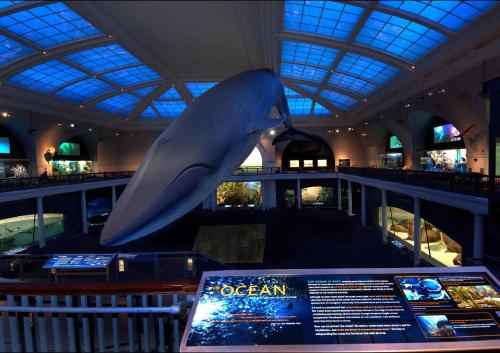 ミルスタイン海洋生物ファミリーホールのシロナガスクジラ