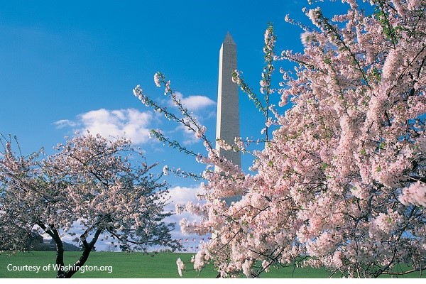 ワシントン記念塔の周りも春がいっぱい