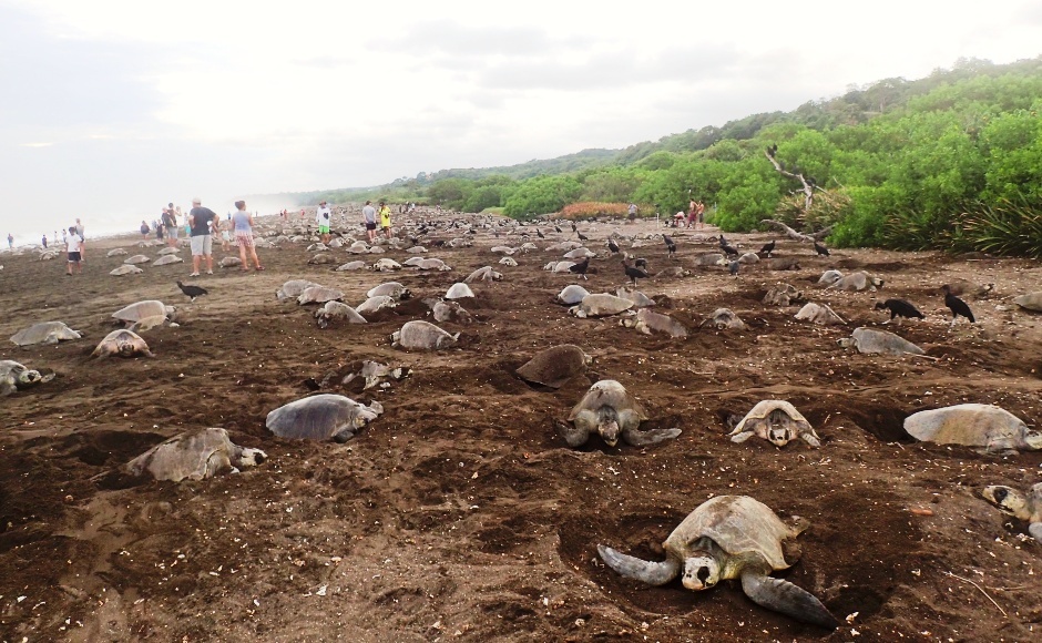 特別企画 感動ウミガメの産卵 赤ちゃんガメの誕生ライブツアー In コスタリカ Hisアメリカ オンラインツアー