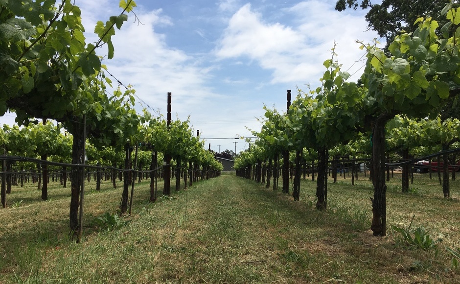 あなたもワイナリーオーナーに! Own a Napa Vineyard ~ワインのお土産付き~ あなたもワイナリーオーナーに! Own a Napa Vineyard ~ワインのお土産付き~