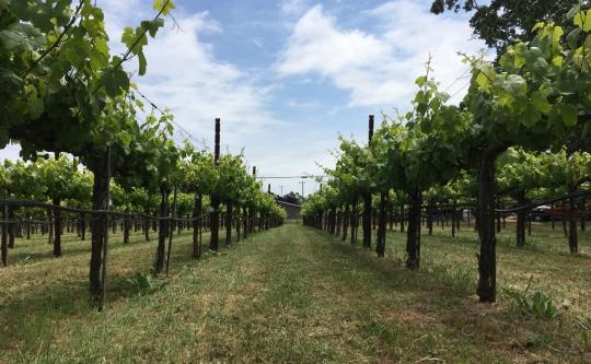 あなたもワイナリーオーナーに! Own a Napa Vineyard ~ワインのお土産付き~ あなたもワイナリーオーナーに! Own a Napa Vineyard ~ワインのお土産付き~