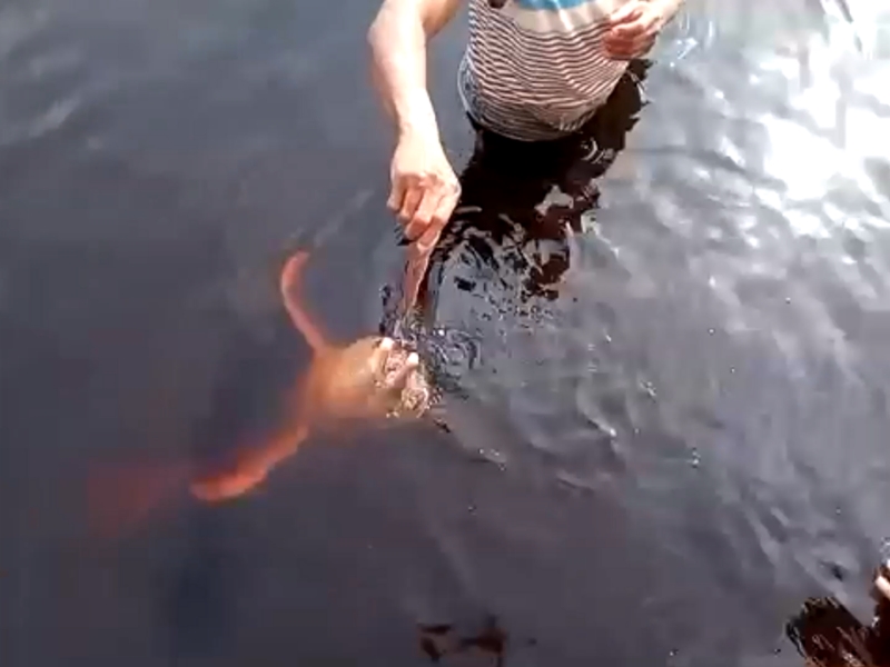 水中からピンクイルカちゃんが顔をのぞかせます♪