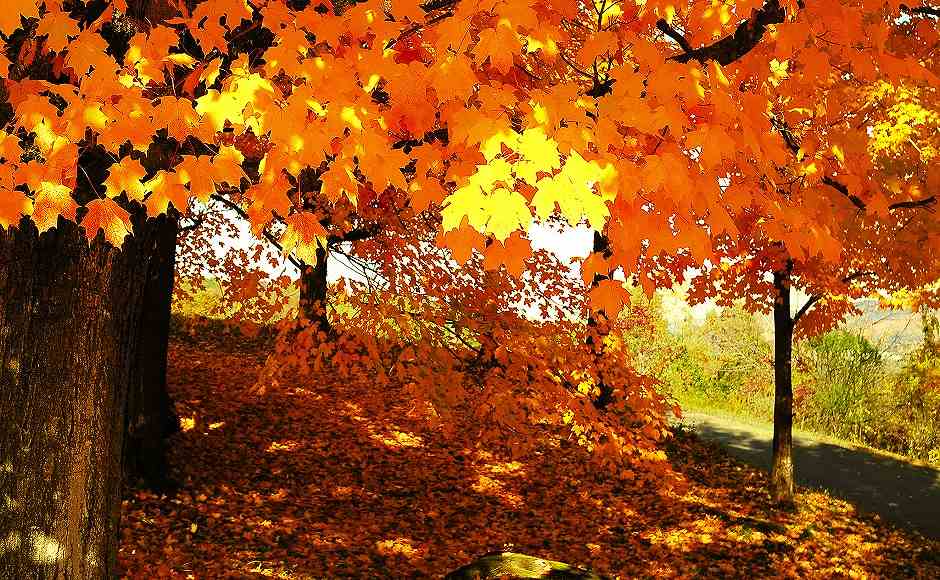 秋の紅葉ツアー～モホークトレイル～