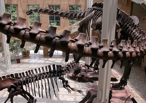 フェーンバンク自然史博物館のアルゼンチノサウルスは世界最大