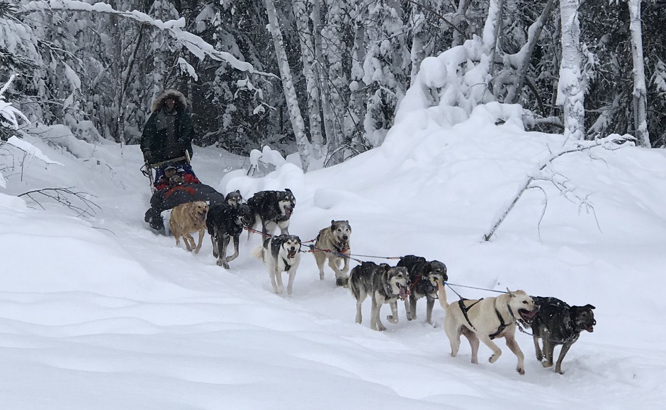 【フェアバンクス発着】冬のオプショナルツアー (10～3月)　●犬ぞり体験●