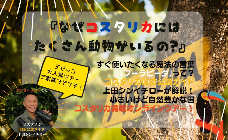 なぜコスタリカにはたくさん動物がいるの 大人も子供も気になるセミナー 混載プラン カンクン時間 00pm 日本時間10 00am Hisアメリカ オンラインツアー