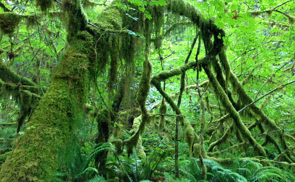 H I S 夏季限定 世界遺産オリンピック国立公園 ホー レインフォレスト編 7 9月