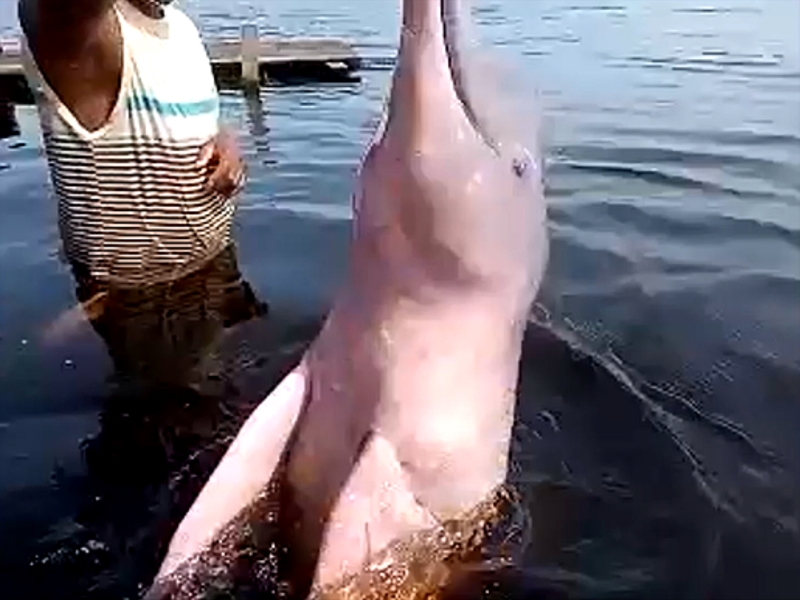 みんなで追いかけよう ブラジルアマゾン河に生息するピンクイルカ His オンラインツアー